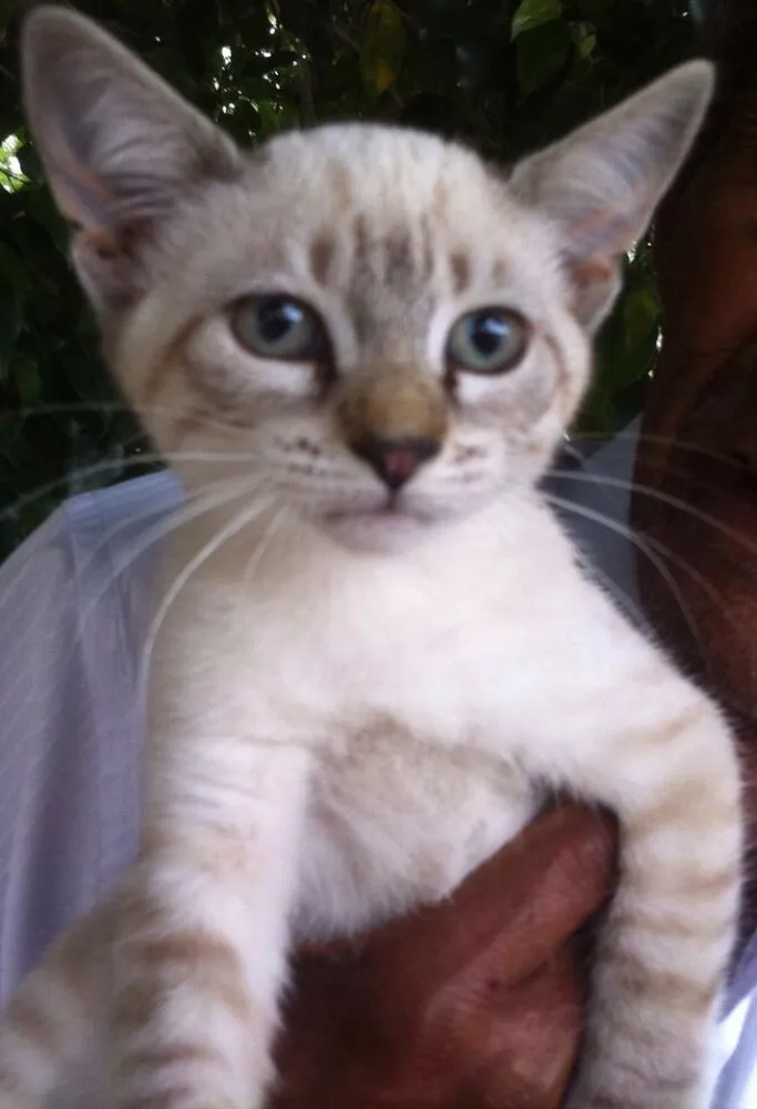Gato raça Rajado e siamês  idade 2 a 6 meses nome Sophie