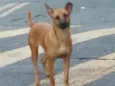 Pimenta