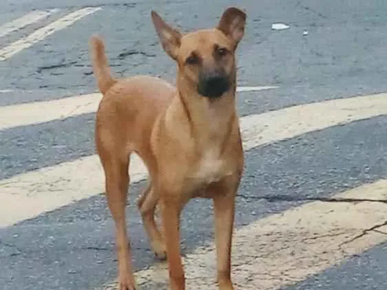 Cachorro ra a Vira lata idade 7 a 11 meses nome Pimenta