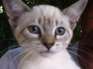 Gato raça Rajado e siamês  idade 2 a 6 meses nome Sophie