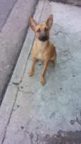 Pimenta