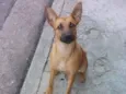 Pimenta
