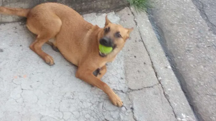 Cachorro ra a Vira lata idade 7 a 11 meses nome Pimenta