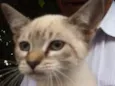 Gato raça Rajado e siamês  idade 2 a 6 meses nome Sophie