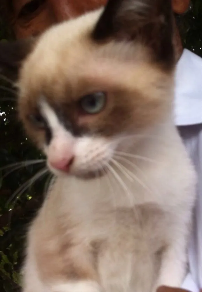 Gato ra a Siamês  idade 2 a 6 meses nome Gigi