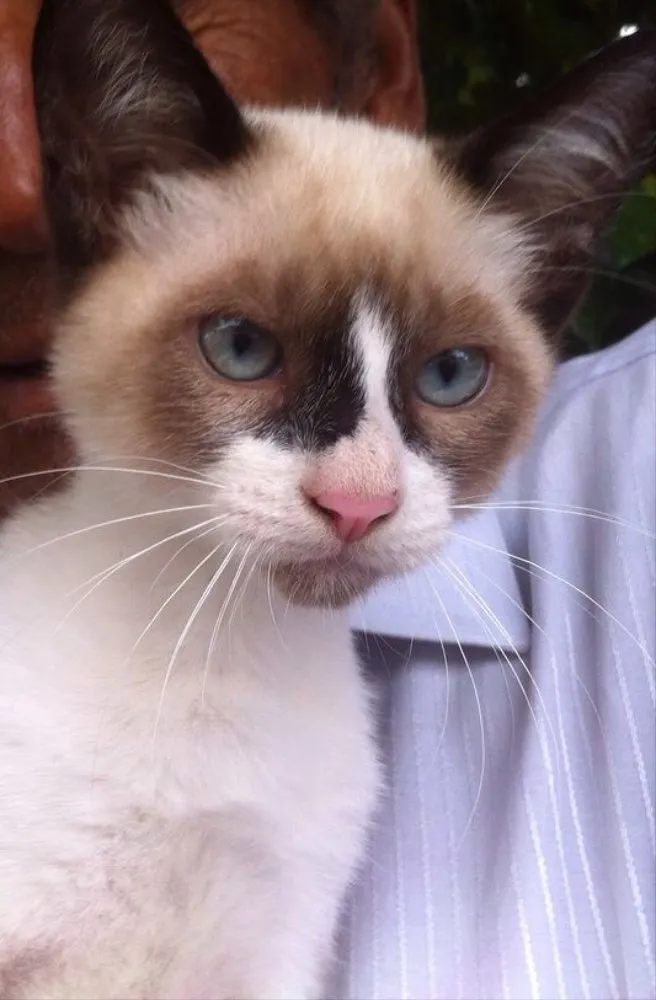 Gato ra a Siamês  idade 2 a 6 meses nome Gigi