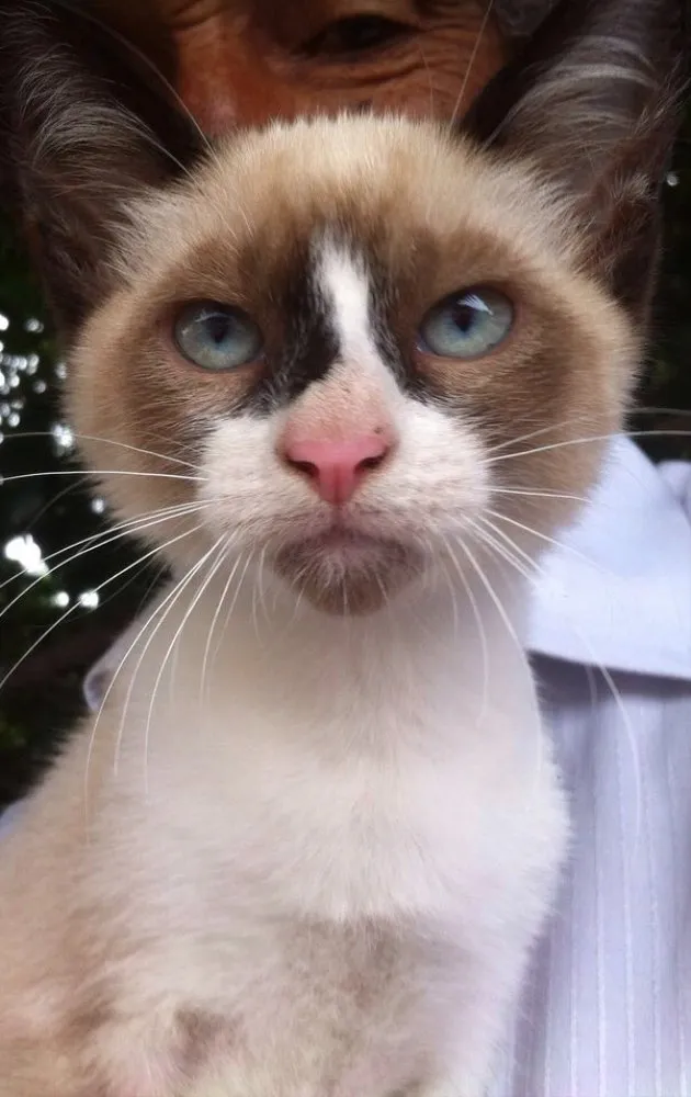 Gato ra a Siamês  idade 2 a 6 meses nome Gigi
