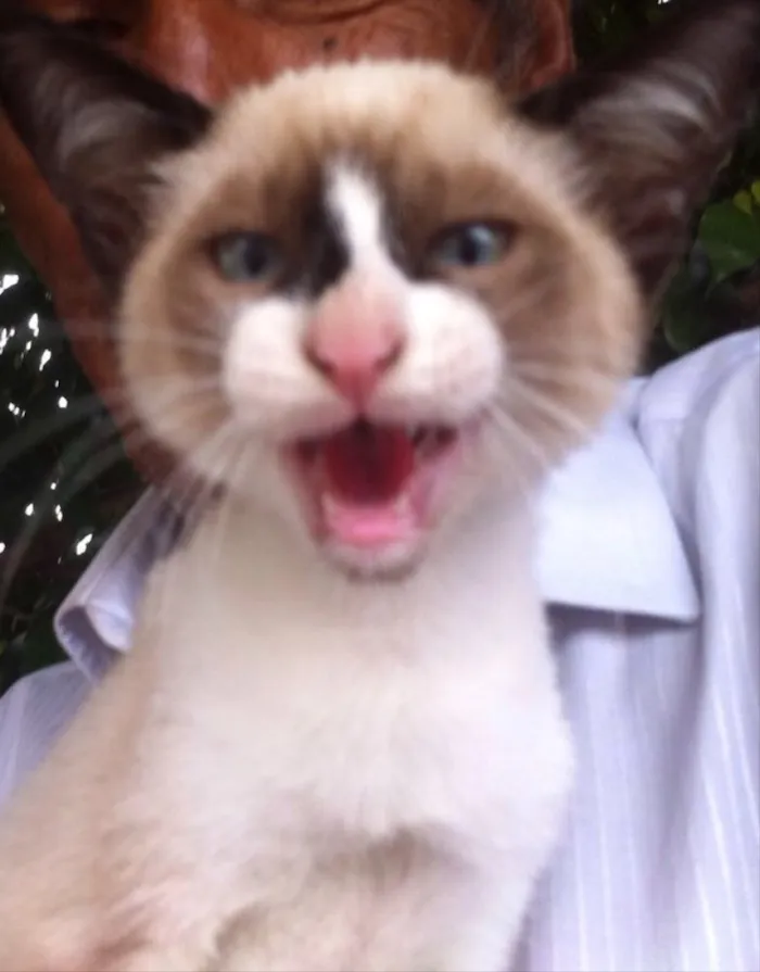 Gato ra a Siamês  idade 2 a 6 meses nome Gigi