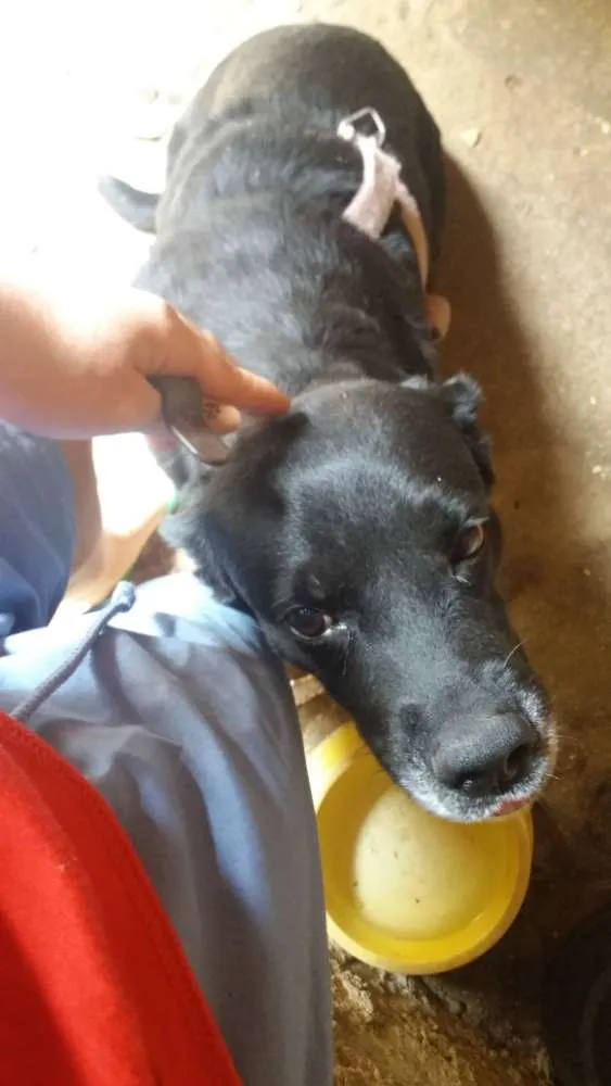 Cachorro ra a labrador com rottweiler idade 6 ou mais anos nome Bia
