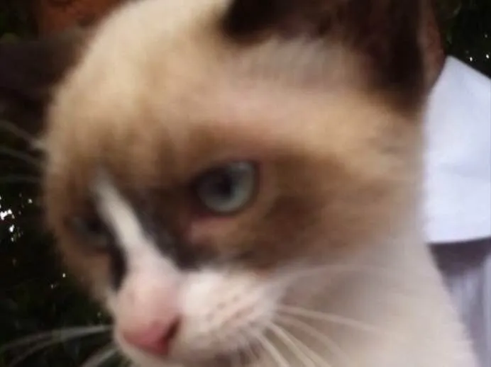 Gato ra a Siamês  idade 2 a 6 meses nome Gigi