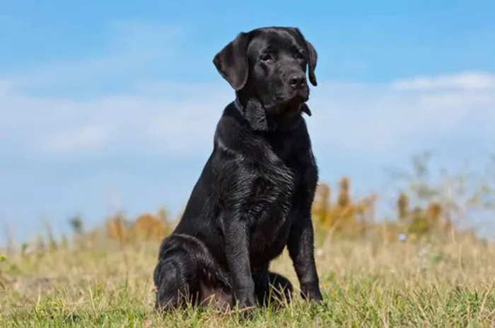 Cachorro ra a labrador com rottweiler idade 6 ou mais anos nome Bia