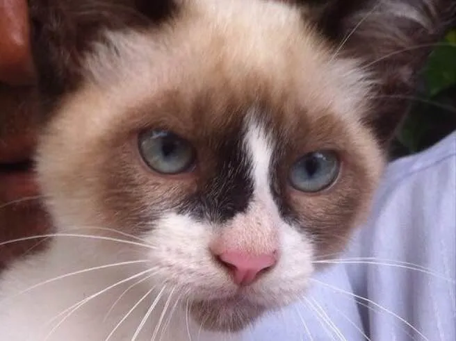 Gato ra a Siamês  idade 2 a 6 meses nome Gigi