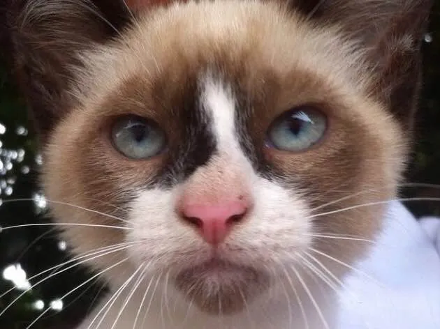 Gato ra a Siamês  idade 2 a 6 meses nome Gigi