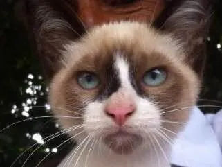 Gato ra a Siamês  idade 2 a 6 meses nome Gigi