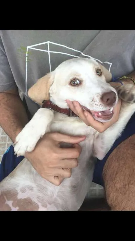 Cachorro ra a vira lata idade 2 a 6 meses nome nick