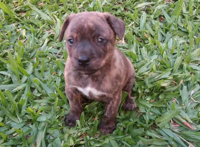 Cachorro ra a Pitbull cruzado com vira lata  idade Abaixo de 2 meses nome Filhotes