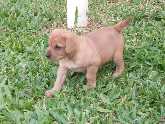 Cachorro ra a Pitbull cruzado com vira lata  idade Abaixo de 2 meses nome Filhotes