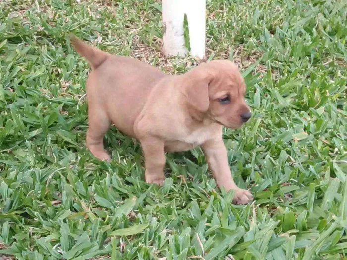 Cachorro ra a Pitbull cruzado com vira lata  idade Abaixo de 2 meses nome Filhotes