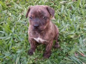 Cachorro raça Pitbull cruzado com vira lata  idade Abaixo de 2 meses nome Filhotes