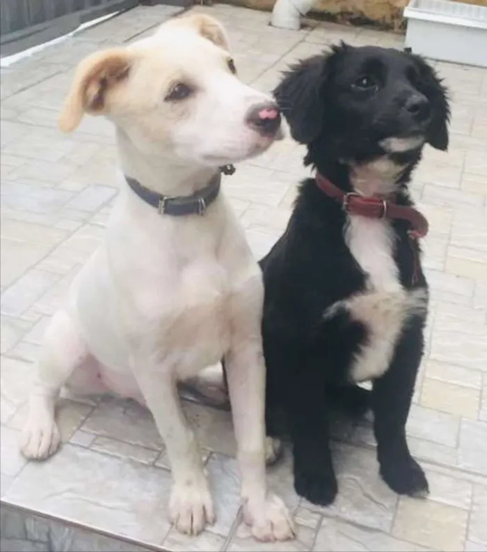 Cachorro ra a Vira latas idade 2 a 6 meses nome Sem nome