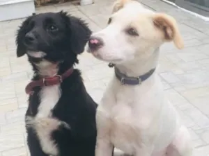 Cachorro raça Vira latas idade 2 a 6 meses nome Sem nome