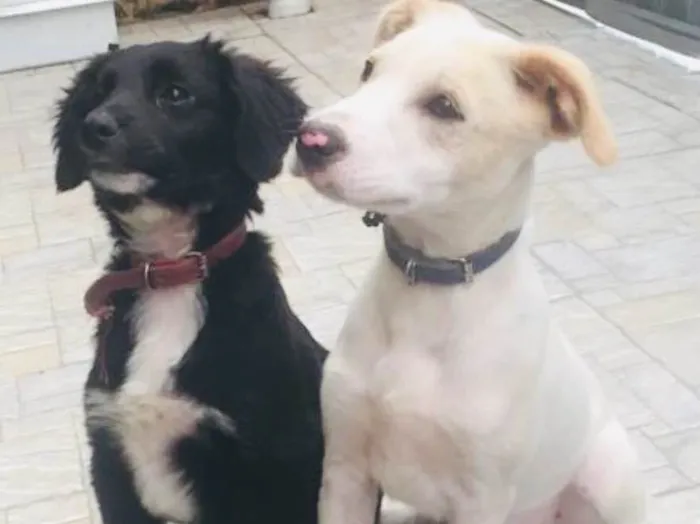 Cachorro ra a Vira latas idade 2 a 6 meses nome Sem nome