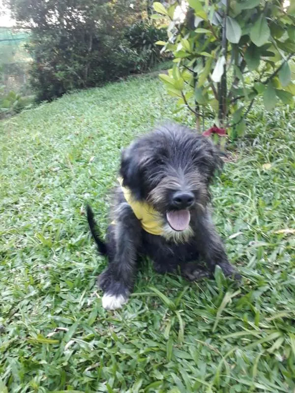 Cachorro ra a SRD idade 1 ano nome RAFAELA