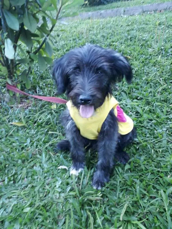 Cachorro ra a SRD idade 1 ano nome RAFAELA