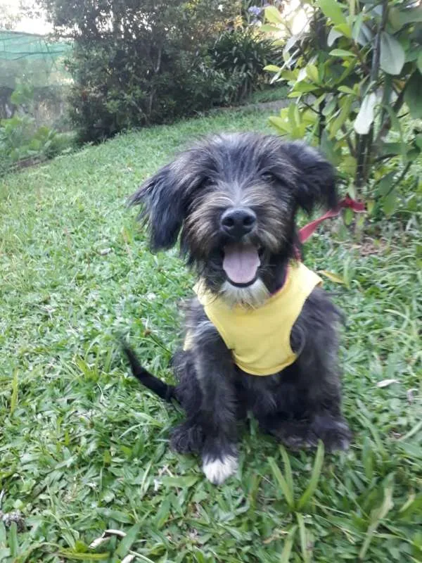Cachorro ra a SRD idade 1 ano nome RAFAELA