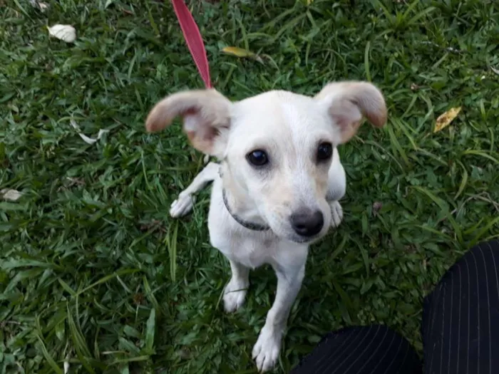 Cachorro ra a SRD idade 2 a 6 meses nome FERNANDA