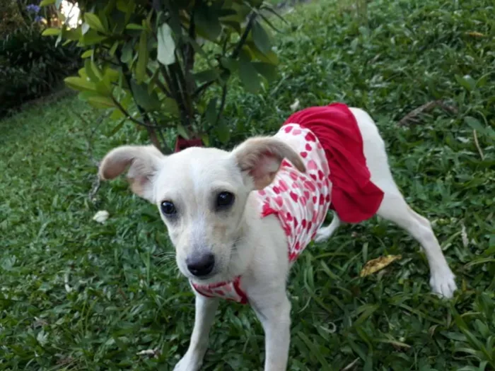 Cachorro ra a SRD idade 2 a 6 meses nome FERNANDA