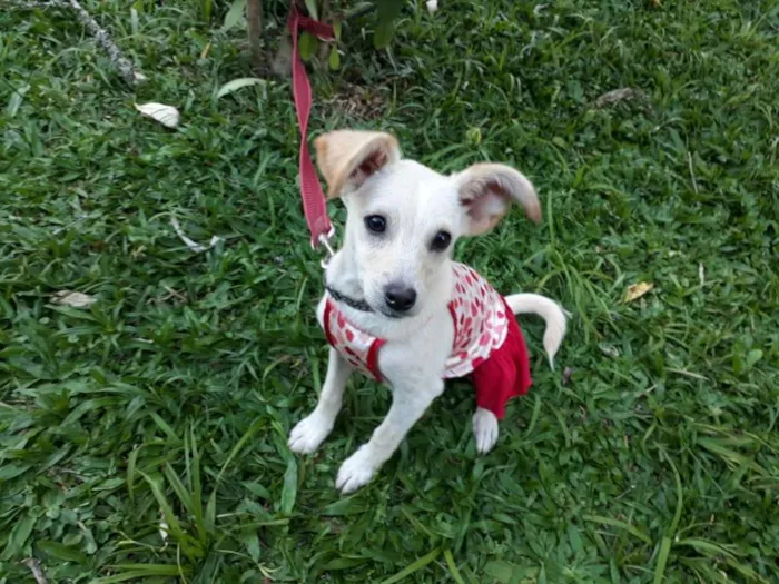 Cachorro ra a SRD idade 2 a 6 meses nome FERNANDA