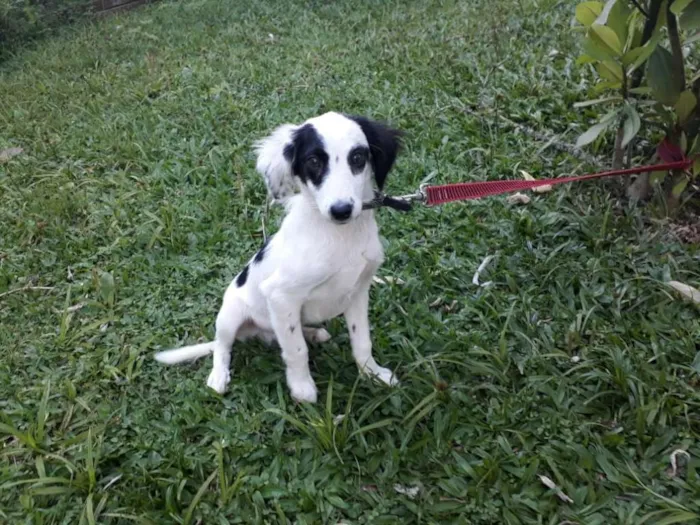 Cachorro ra a SRD idade 2 a 6 meses nome LEO