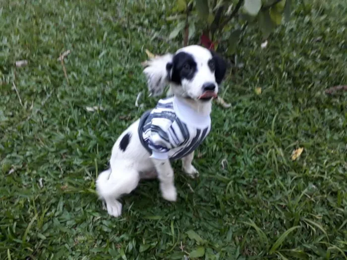Cachorro ra a SRD idade 2 a 6 meses nome LEO