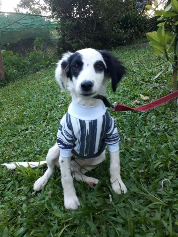 Cachorro ra a SRD idade 2 a 6 meses nome LEO