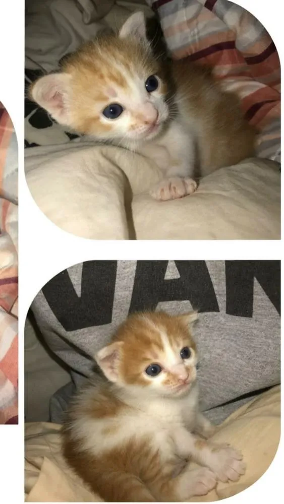 Gato ra a felino  idade Abaixo de 2 meses nome cleo e frida