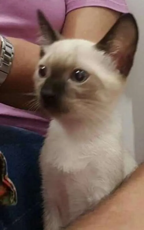 Gato ra a SRD idade Abaixo de 2 meses nome Sem nomne