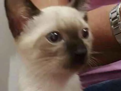 Gato ra a SRD idade Abaixo de 2 meses nome Sem nomne