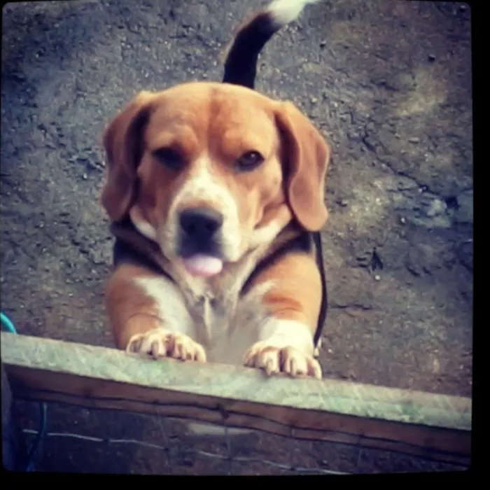 Cachorro ra a Beagle idade 5 anos nome Chico