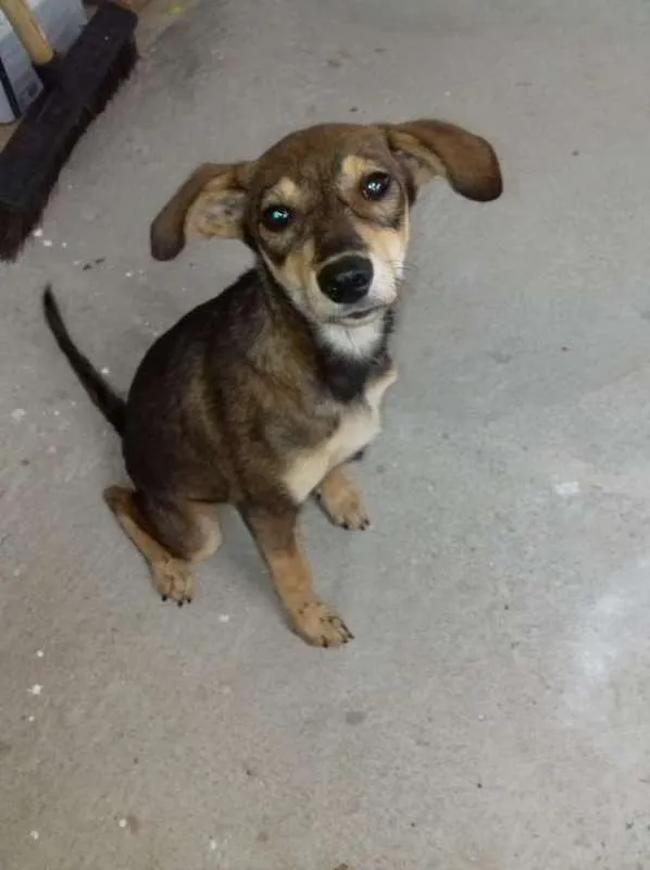Cachorro ra a  idade 2 a 6 meses nome Mel