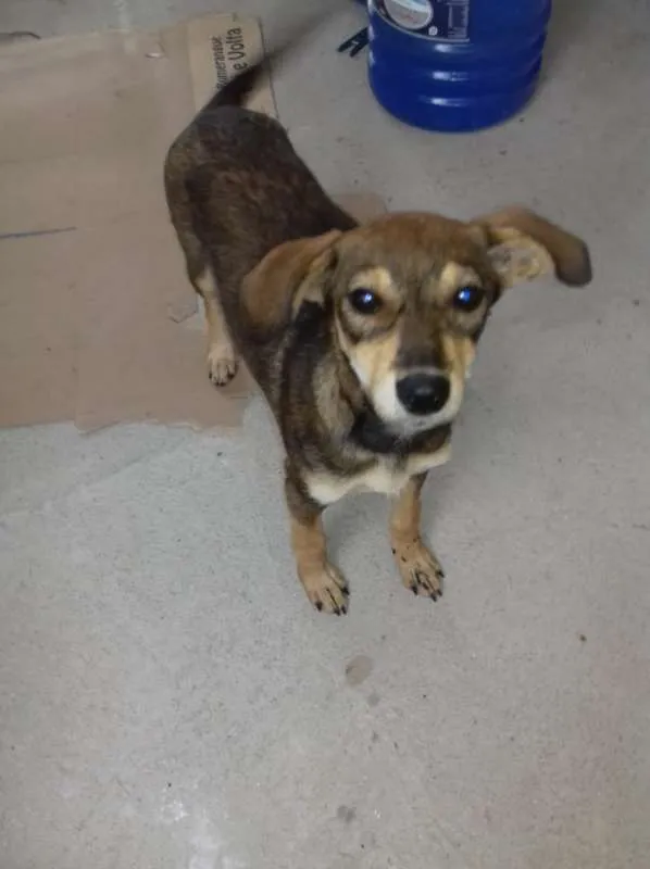 Cachorro ra a  idade 2 a 6 meses nome Mel