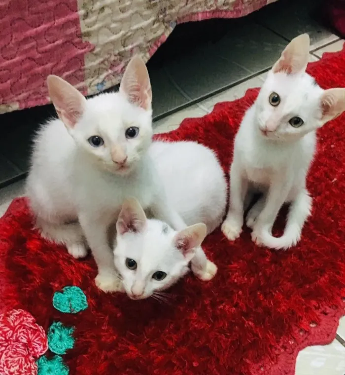 Gato ra a Sem raça  idade 2 a 6 meses nome Sem nomes definidos 