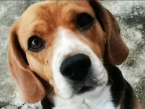 Cachorro raça Beagle idade 5 anos nome Chico