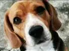 Cachorro raça Beagle idade 5 anos nome Chico