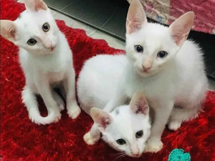 Gato ra a Sem raça  idade 2 a 6 meses nome Sem nomes definidos 
