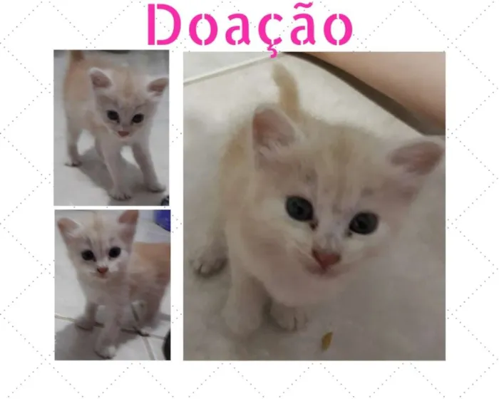Gato raça Desconhecida idade 2 a 6 meses nome Mel