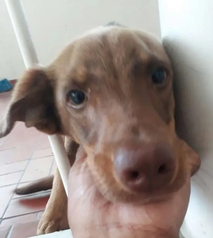 Cachorro ra a  idade 7 a 11 meses nome Luck 