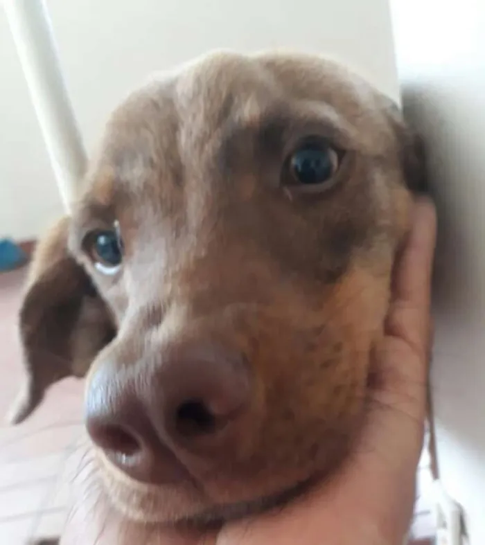 Cachorro ra a  idade 7 a 11 meses nome Luck 