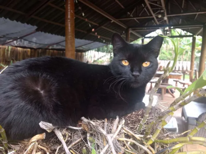 Gato ra a Sem raça definida idade 2 anos nome Amora