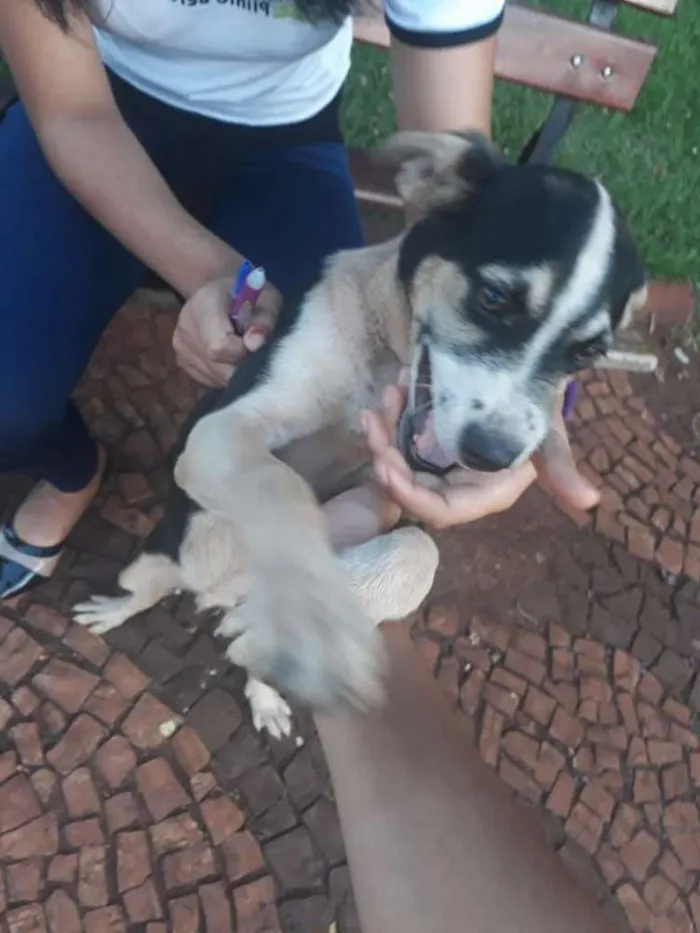 Cachorro ra a Vira-lata idade 7 a 11 meses nome Berlin